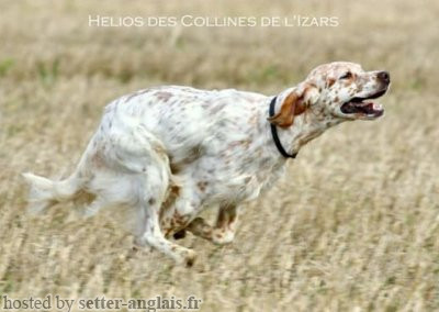 Setter Anglais HELIOS DES COLLINES DE L'IZARS